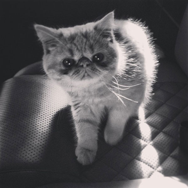 Justin Bieber, Cat, Instagram Justin Bieber, Cat, Instagram